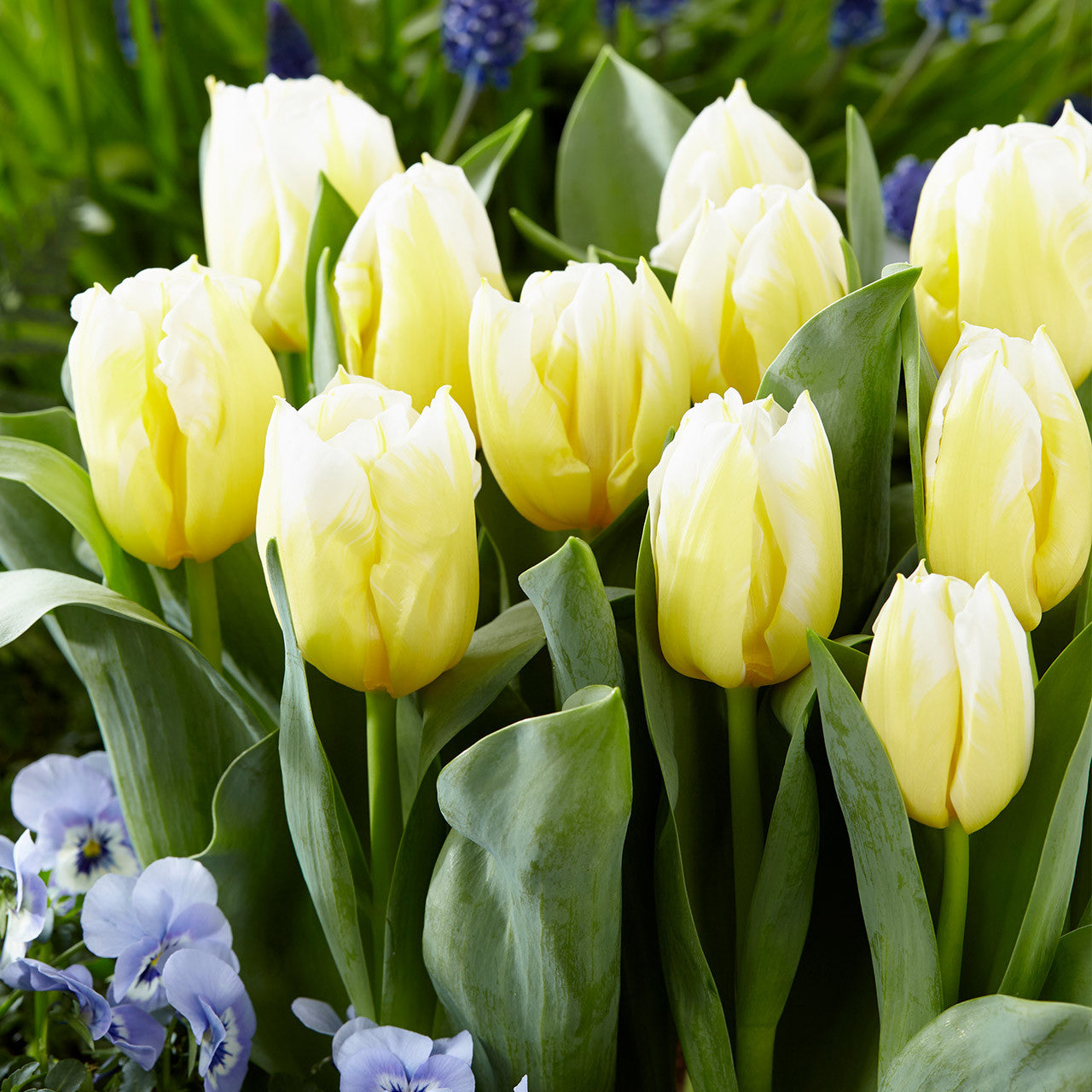 Calgary Flames Tulip Seeds